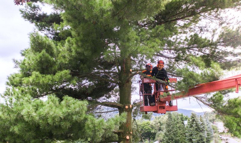 Local Tree pros at work