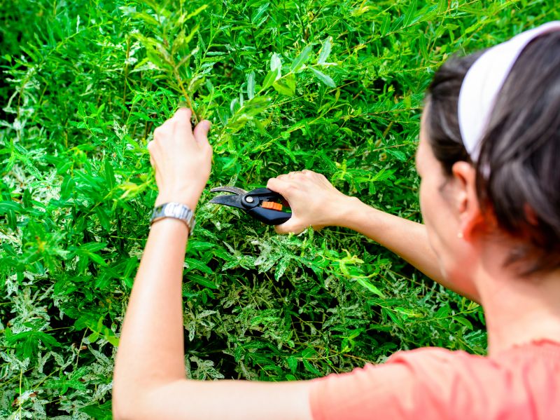 Tree and Bush Trimming