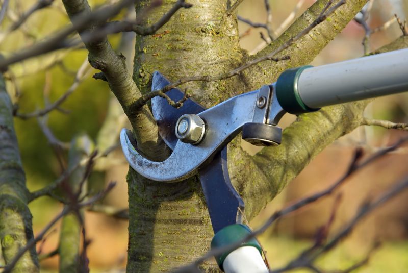 Tree and Bush Trimming