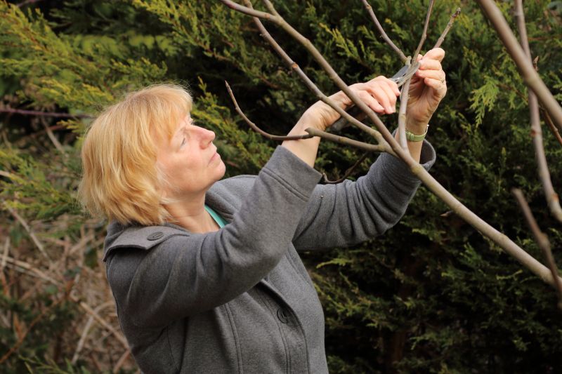 Birch Tree Pruning in Doylestown, PA