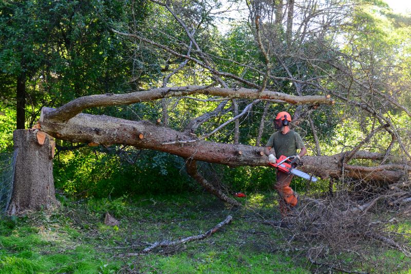 Residential Fallen Tree Removal