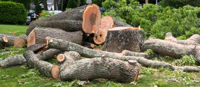 Hickory Tree Removal in Aiken, SC