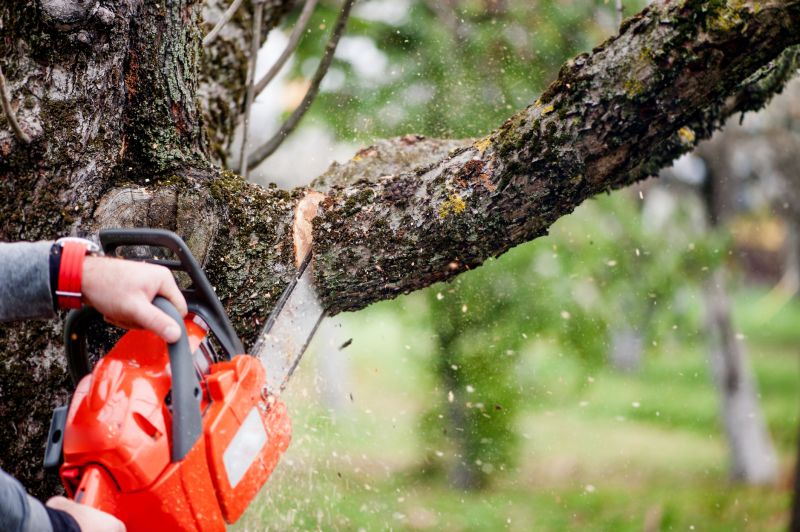 Mimosa Tree Removal in Bucks County, PA