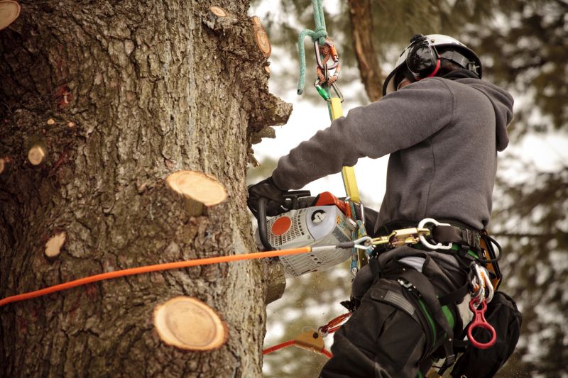 Arborist Consultation